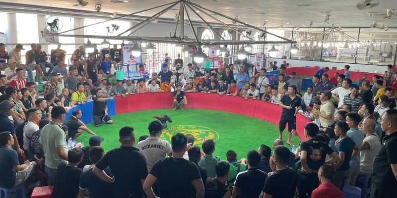 Nhà cái hợp tác với trường gà để phát sóng trận đấu